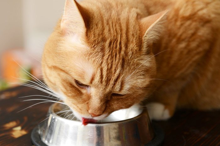 KittenRescue_FoodBrandRecommendationsCatsKittens