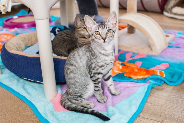 KittenRescue_KeepingCatsHealthy-Over4Months