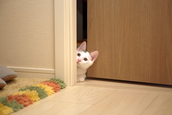 KittenRescue_WelcomingYourCatHome
