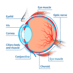 Common Eye Disorders and Diseases