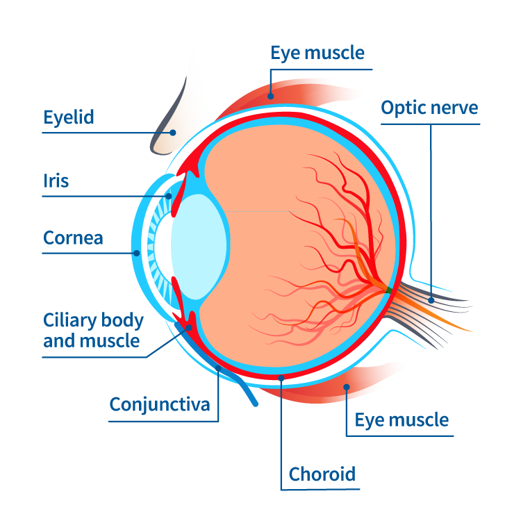 Common Eye Disorders and Diseases